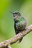 Tourmaline Sunangel (Heliangelus exortis), female.