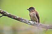 Grayish Piculet (Picumnus granadensis) male, Cali, Valle del Cauca.