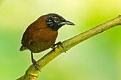 Sooty-headed Wren (Pheugopedius spadix), El Queremal, Valle del Cauca.