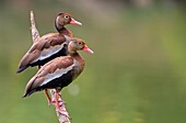 Black-bellied Whistling-Duck (Dendrocygna autumnalis), Cali, Valle del Cauca.