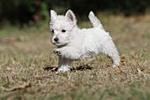Dog West Highland White Terrier Westie