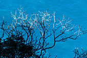 Kahler Baum oberhalb der Bucht Torrent de Pareis, Sa Calobra, Tramuntana Gebirge, Mallorca, Spanien