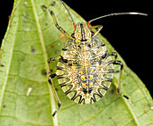 Stink Bug (Pentatomidae), Mindo, Ecuador