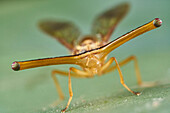 Fly (Richardiidae), Mindo, Ecuador