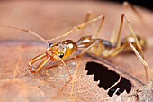 Ant (Odontomachus sp), Hitoy Cerere Biological Reserve, Costa Rica