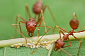 Green Tree Ant (Oecophylla smaragdina) pair guarding Mealybugs (Pseudococcidae), Angkor Wat, Cambodia