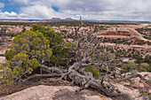 Utah Juniper (Juniperus osteosperma) and Bears Ears mesas, Bears Ears National Monument, Utah