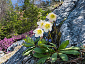 Christmas-rose (Helleborus niger) flowers, Alps, Austria