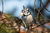Crested Tit (Lophophanes cristatus) carrying nesting material, Bavaria, Germany