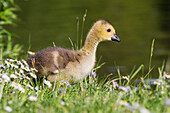 Greylag Goose (Anser anser) gosling in meadow, Bavaria, Germany