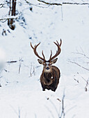 Red Deer (Cervus elaphus) stag in winter, Upper Bavaria, Germany