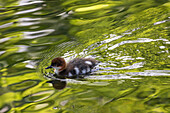 Common Merganser (Mergus merganser) chick swimming, Upper Bavaria, Germany