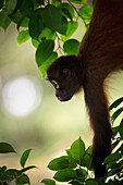 Black-handed Spider Monkey (Ateles geoffroyi) juvenile hanging in tree, Osa Peninsula, Costa Rica