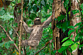 Brown-throated Three-toed Sloth (Bradypus variegatus) climbing down tree to defacate, Osa Peninsula, Costa Rica