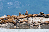 Steller's Sea Lion (Eumetopias jubatus) group on rock, Inside Passage, southeast Alaska