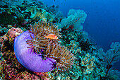 Pink Anemonefish (Amphiprion perideraion) and Magnificent Sea Anemone (Heteractis magnifica) in coral reef, Raja Ampat Islands, Indonesia