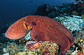 Reef Octopus (Octopus cyanea), Raja Ampat Islands, Indonesia