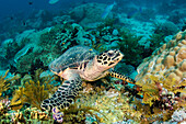 Hawksbill Sea Turtle (Eretmochelys imbricata), Raja Ampat Islands, Indonesia