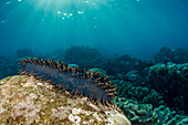 Sea Cucumber (Stichopus chloronotus) in coral reef, Gili Air, Banda Sea, Indonesia