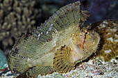 Leaf Scorpionfish (Taenianotus triacanthus), Ambon, Banda Sea, Indonesia