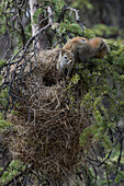 Douglas's Squirrel (Tamiasciurus douglasii) at nest, Alaska