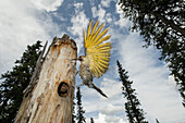 Northern Flicker (Colaptes auratus) approaching nest cavity in forest, Alaska
