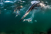 Blue-footed Booby (Sula nebouxii) group fishing underwater, Itabaca Channel, Santa Cruz Island, Galapagos Islands, Ecuador