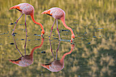Greater Flamingo (Phoenicopterus ruber) pair foraging, Punta Cormorant, Floreana Island, Galapagos Islands, Ecuador