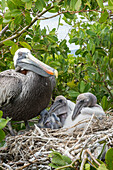 Brown Pelican (Pelecanus occidentalis) on nest with chicks, Academy Bay, Santa Cruz Island, Galapagos Islands, Ecuador