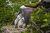 Brown Pelican (Pelecanus occidentalis) feeding chicks in nest, Academy Bay, Santa Cruz Island, Galapagos Islands, Ecuador