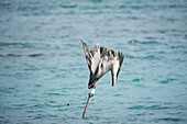 Brown Pelican (Pelecanus occidentalis) plunge diving, Urvina Bay, Isabela Island, Galapagos Islands, Ecuador, sequence 3 of 4