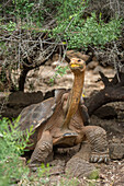 Saddleback Galapagos Tortoise (Chelonoidis nigra hoodensis), Fausto Llerena Tortoise Center, Santa Cruz Island, Galapagos Islands, Ecuador