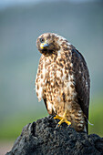 Galapagos Hawk (Buteo galapagoensis), Espumilla Beach, Santiago Island, Galapagos Islands, Ecuador