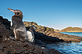 Galapagos Penguin (Spheniscus mendiculus) pair on coast, Sullivan Bay, Santiago Island, Galapagos Islands, Ecuador