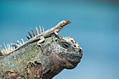 Galapagos Lava Lizard (Microlophus albemarlensis) on Marine Iguana (Amblyrhynchus cristatus), Punta Espinosa, Fernandina Island, Galapagos Islands, Ecuador