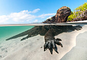 Marine Iguana (Amblyrhynchus cristatus) in shallow water along coast, Turtle Cove, Santa Cruz Island, Galapagos Islands, Ecuador