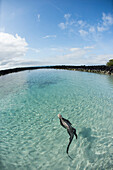 Marine Iguana (Amblyrhynchus cristatus) swimming in coastal pool, Tortuga Bay, Santa Cruz Island, Galapagos Islands, Ecuador