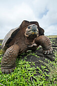 Chatham Island Tortoise (Chelonoidis nigra chathamensis), Galapaguera, San Cristobal Island, Galapagos Islands, Ecuador