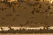 Sandhill Crane (Grus canadensis) flock landing to roost, Platte River, Nebraska