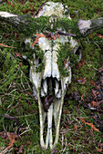 Moose (Alces alces andersoni) skull, Minnesota