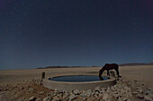 Namib Desert Horse (Equus caballus) drinking in desert at watering trough at night, Namib-Naukluft National Park, Namibia
