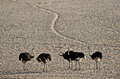 Ostrich (Struthio camelus) group in desert, Namib-Naukluft National Park, Namibia
