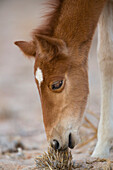Namib Desert Horse (Equus caballus) foal grazing, Namib-Naukluft National Park, Namibia