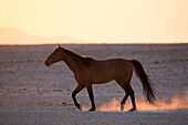 Namib Desert Horse (Equus caballus) at sunset, Namib-Naukluft National Park, Namibia