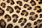 Leopard (Panthera pardus) fur, native to African and Asia