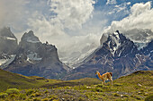 Guanaco (Lama guanicoe) near mountains, Torres del Paine National Park, Patagonia, Chile