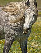 Domestic Horse (Equus caballus) in spring, Los Glaciares National Park, Patagonia, Argentina