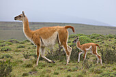 Guanaco (Lama guanicoe) mother and cria, Torres del Paine National Park, Patagonia, Chile