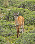 Guanaco (Lama guanicoe) cria in spring, Torres del Paine National Park, Patagonia, Chile