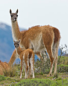 Guanaco (Lama guanicoe) mother and cria, Torres del Paine National Park, Patagonia, Chile